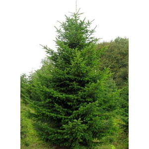 Ель обыкновенная | лат. Picea abies. Низкие цены. Опт и розница.