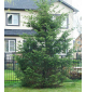 Ель обыкновенная | лат. Picea abies. Низкие цены. Опт и розница.