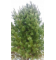 Кедр сибирский, сосна кедровая сибирская | лат. Pinus sibirica. Низкие цены. Опт и розница.