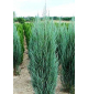 Можжевельник скальный - Blue Arrow | лат. Juniperus scopulorum. Низкие цены. Опт и розница.
