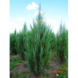 Можжевельник скальный - Blue Arrow | лат. Juniperus scopulorum. Низкие цены. Опт и розница.