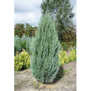 Можжевельник скальный - Skyrocket | лат. Juniperus scopulorum. Низкие цены. Опт и розница.