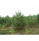 Сосна обыкновенная | лат. Pinus sylvestris. Низкие цены. Опт и розница.