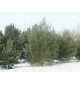 Сосна обыкновенная | лат. Pinus sylvestris. Низкие цены. Опт и розница.