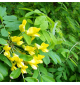 Акация жёлтая | лат. Caragana arborescens. Низкие цены. Опт и розница.