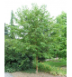 Черёмуха Маака | лат. Prunus maackii. Оптом и в розницу.
