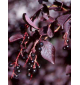 Черёмуха виргинская - Canada Red | лат. Prunus virginiana. Оптом и в розницу.