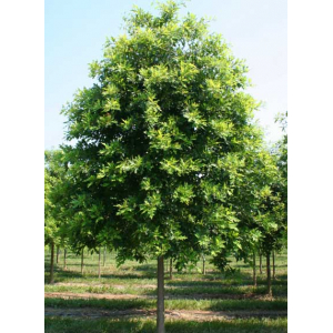 Дуб болотный | лат. Quercus palustris. Низкие цены. Опт и розница.
