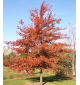 Дуб болотный | лат. Quercus palustris. Низкие цены. Опт и розница.