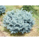 Ель голубая - Glauca globosa, подушковидная | лат. Picea pungens. Низкие цены. Опт и розница.