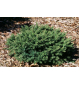 Ель обыкновенная - Nidiformis, подушковидная | лат. Picea abies. Низкие цены. Опт и розница.