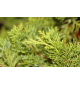 Можжевельник казацкий | лат. Juniperus sabina. Низкие цены. Опт и розница.